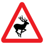 Wild animals crossing